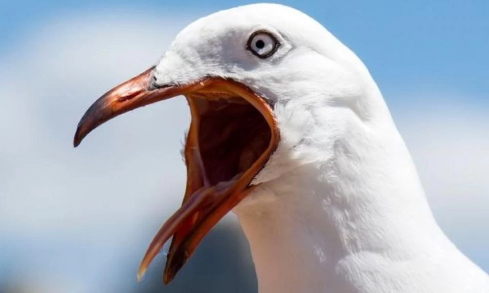 Σκωτία: Γλάρος έφαγε τη γλώσσα ενός άντρα
